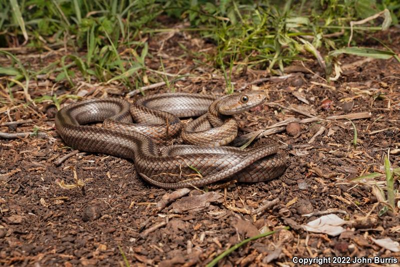 Baird's Ratsnake (Pantherophis bairdi)