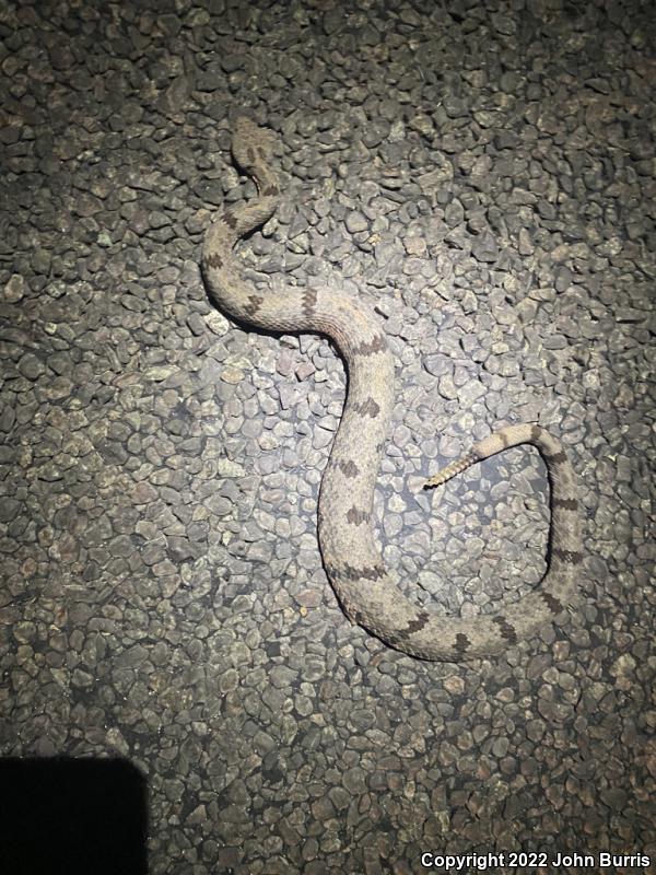 Mottled Rock Rattlesnake (Crotalus lepidus lepidus)