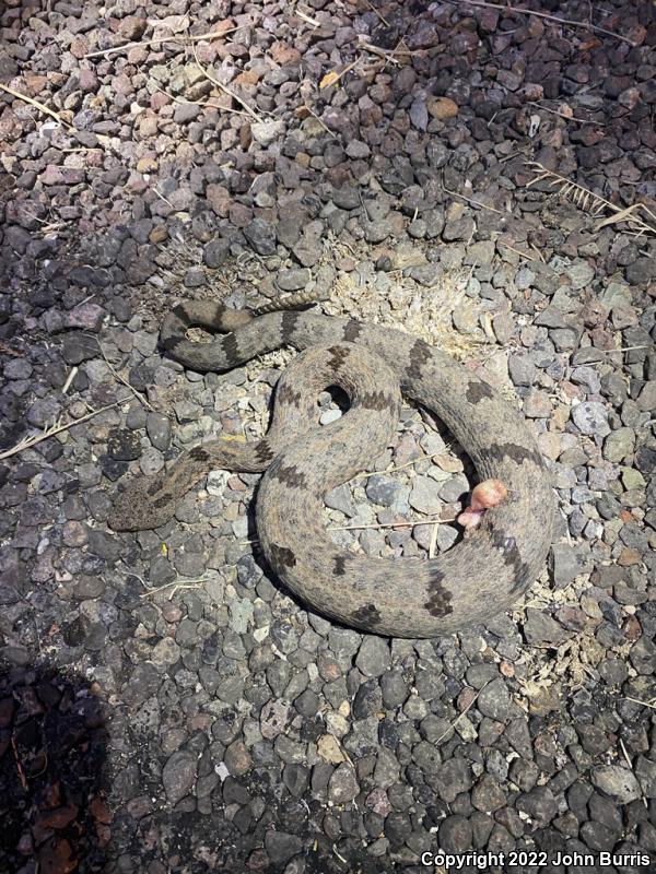 Mottled Rock Rattlesnake (Crotalus lepidus lepidus)