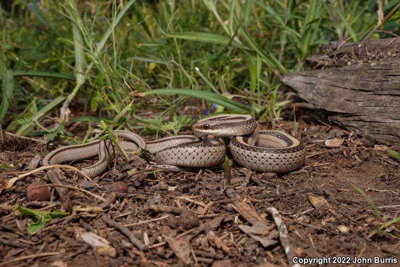 Big Bend Patch-nosed Snake (Salvadora hexalepis deserticola)