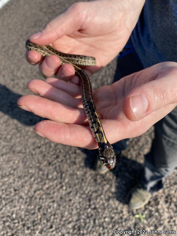 Western Black-necked Gartersnake (Thamnophis cyrtopsis cyrtopsis)