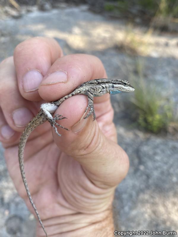 Texas Tree Lizard (Urosaurus ornatus ornatus)