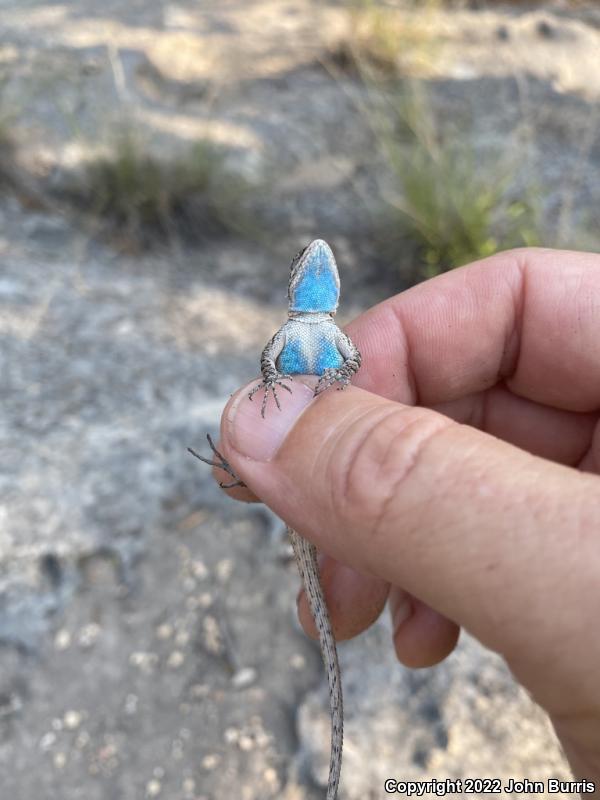 Texas Tree Lizard (Urosaurus ornatus ornatus)