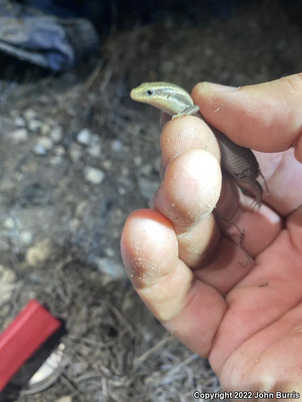 Variable Skink (Plestiodon multivirgatus epipleurotus)