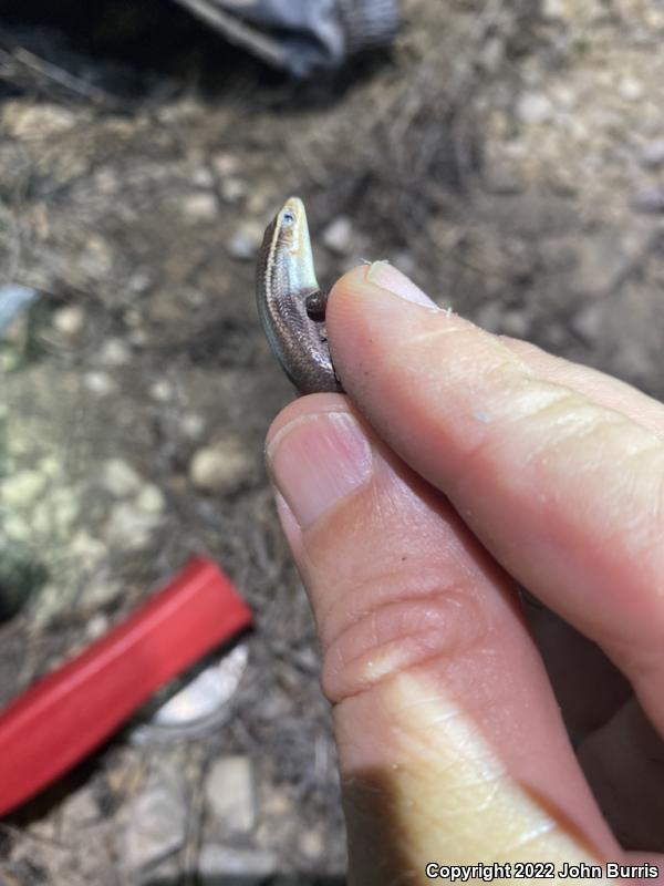 Variable Skink (Plestiodon multivirgatus epipleurotus)