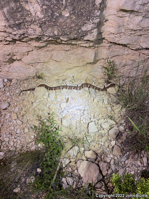 Trans-Pecos Copperhead (Agkistrodon contortrix pictigaster)