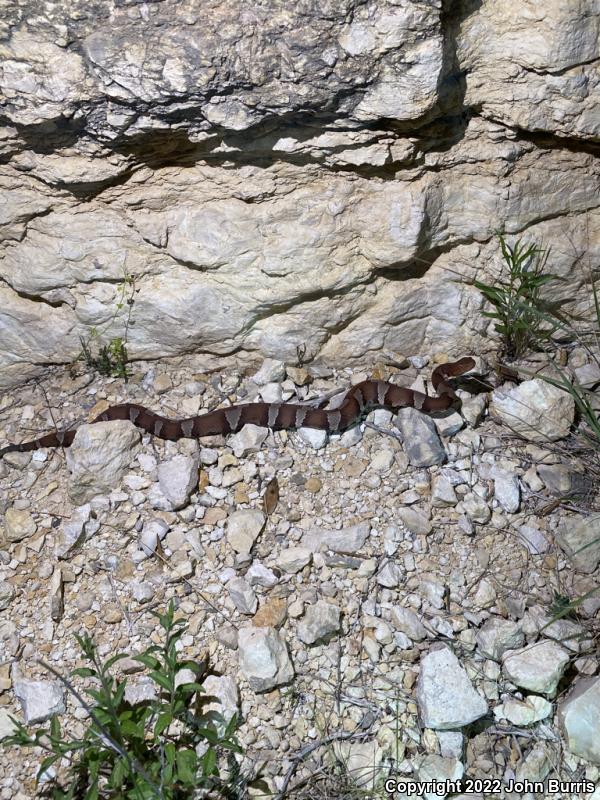 Trans-Pecos Copperhead (Agkistrodon contortrix pictigaster)