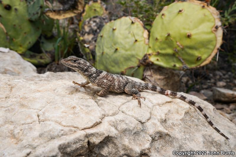 Texas Crevice Spiny Lizard (Sceloporus poinsettii axtelli)