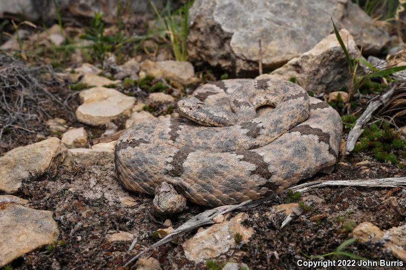 Mottled Rock Rattlesnake (Crotalus lepidus lepidus)