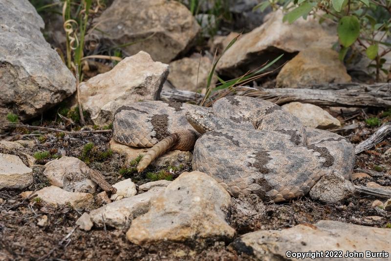 Mottled Rock Rattlesnake (Crotalus lepidus lepidus)