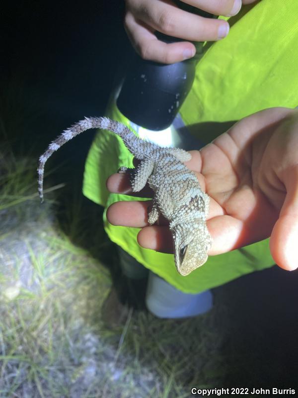 Texas Crevice Spiny Lizard (Sceloporus poinsettii axtelli)