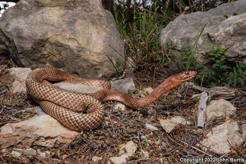 Western Coachwhip (Coluber flagellum testaceus)