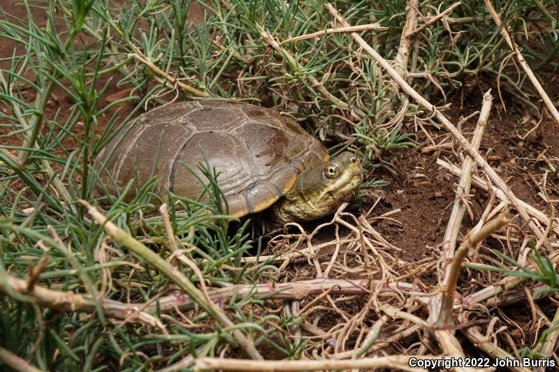 Yellow Mud Turtle (Kinosternon flavescens)