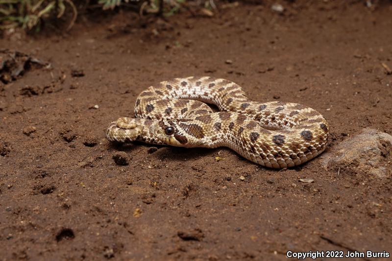 Mexican Hog-nosed Snake (Heterodon kennerlyi)