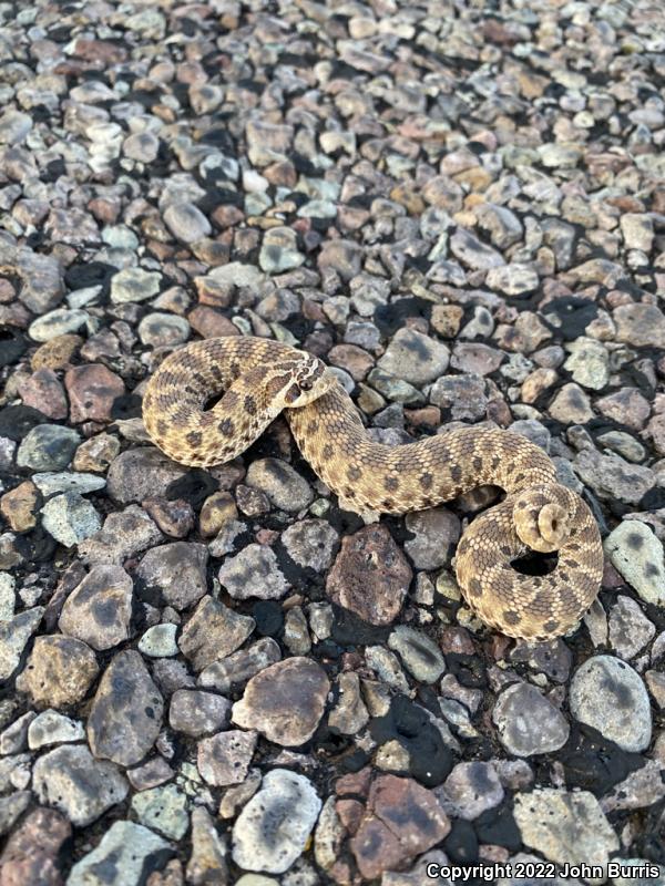 Mexican Hog-nosed Snake (Heterodon kennerlyi)