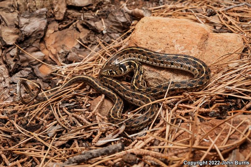 Checkered Gartersnake (Thamnophis marcianus marcianus)