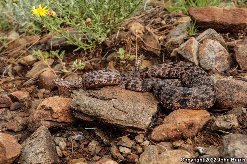 Mottled Rock Rattlesnake (Crotalus lepidus lepidus)