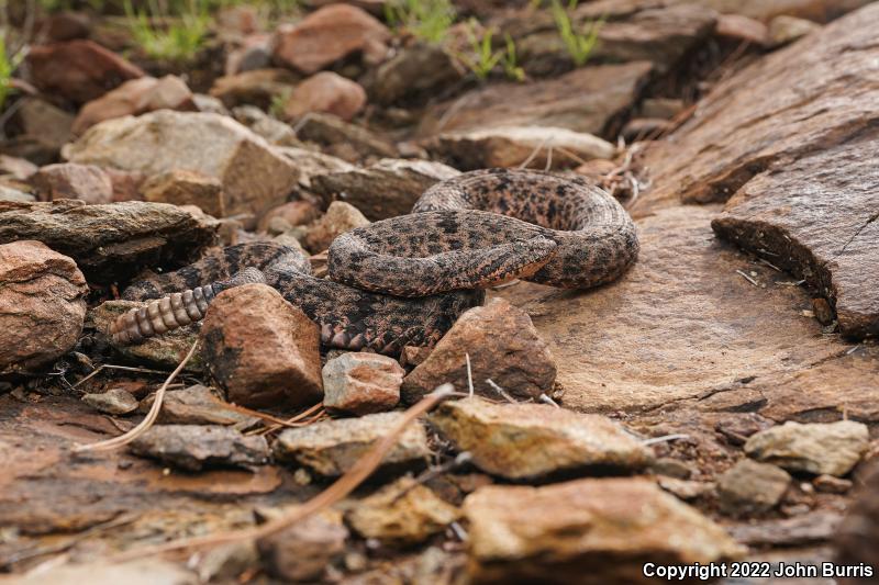 Mottled Rock Rattlesnake (Crotalus lepidus lepidus)