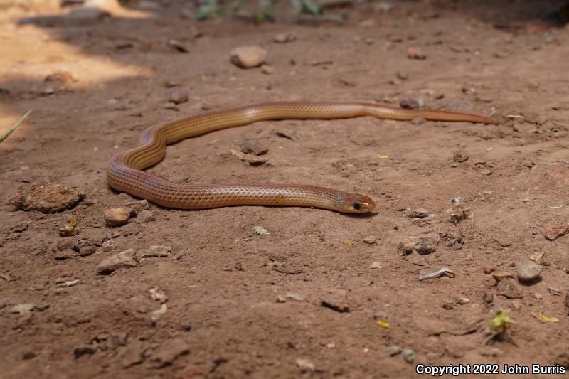 Variable Groundsnake (Sonora semiannulata semiannulata)