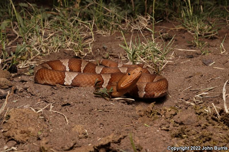 Trans-Pecos Copperhead (Agkistrodon contortrix pictigaster)