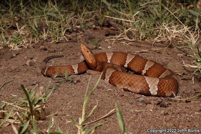 Trans-Pecos Copperhead (Agkistrodon contortrix pictigaster)