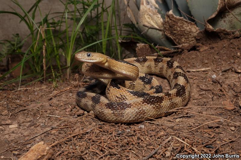 Northern Trans-Pecos Rat Snake (Bogertophis subocularis subocularis)