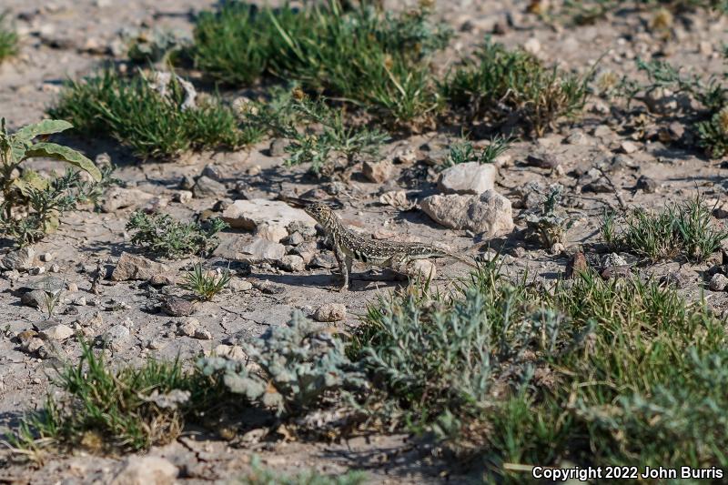 Speckled Earless Lizard (Holbrookia maculata approximans)