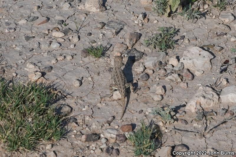 Speckled Earless Lizard (Holbrookia maculata approximans)