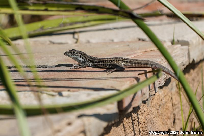 Chihuahuan Spotted Whiptail (Aspidoscelis exsanguis)