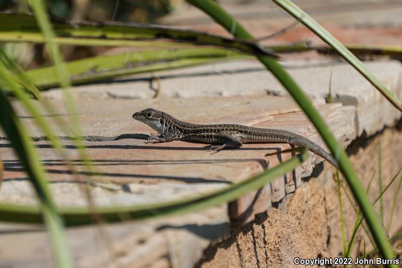 Chihuahuan Spotted Whiptail (Aspidoscelis exsanguis)