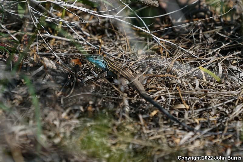 Trans-Pecos Striped Whiptail (Aspidoscelis inornata heptagramma)