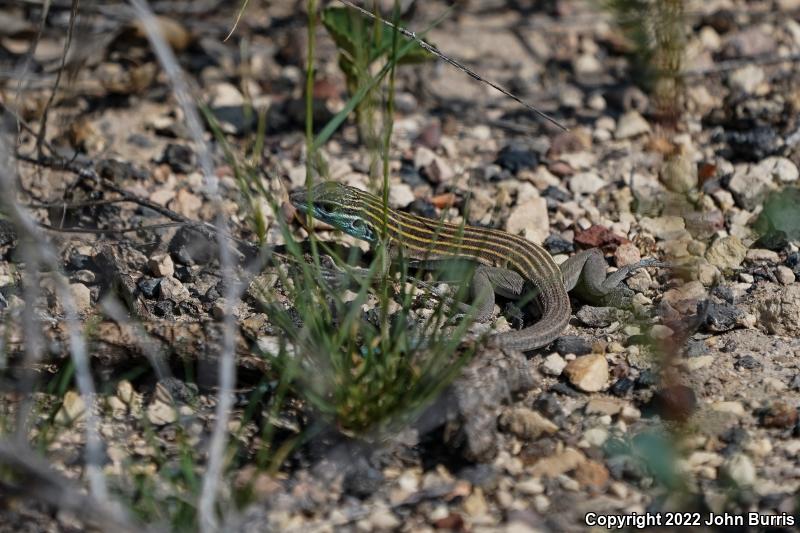 Trans-Pecos Striped Whiptail (Aspidoscelis inornata heptagramma)