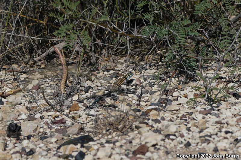 Trans-Pecos Striped Whiptail (Aspidoscelis inornata heptagramma)