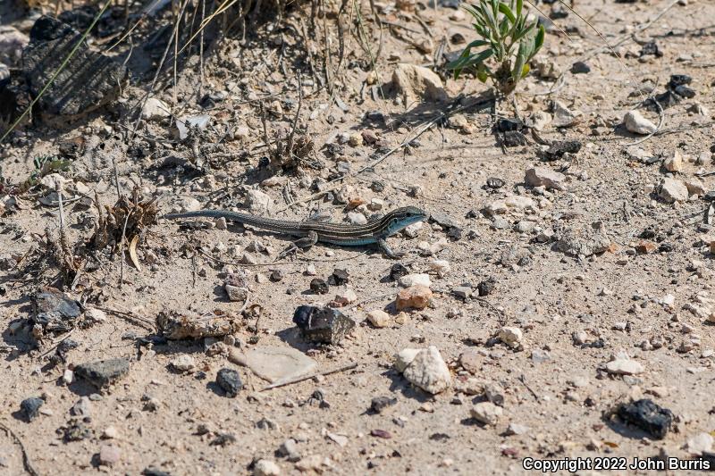 Trans-Pecos Striped Whiptail (Aspidoscelis inornata heptagramma)