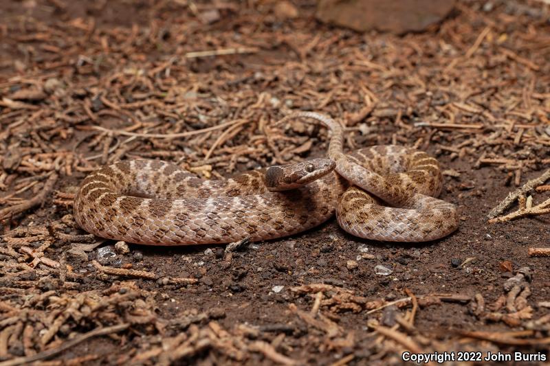 Texas Nightsnake (Hypsiglena jani texana)