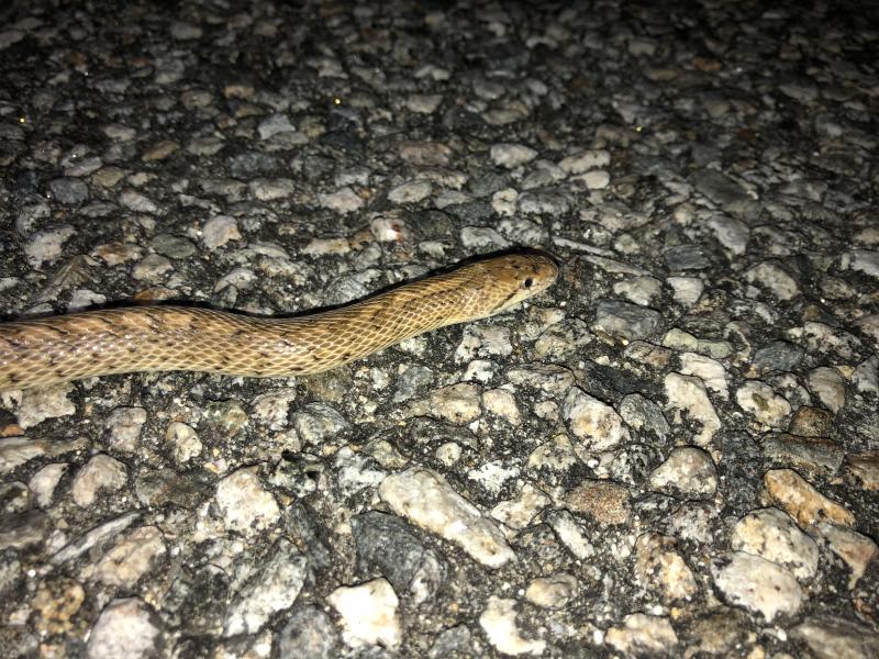 Desert Glossy Snake (Arizona elegans eburnata)