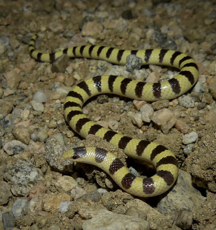 Mojave Shovel-nosed Snake (Chionactis occipitalis occipitalis)