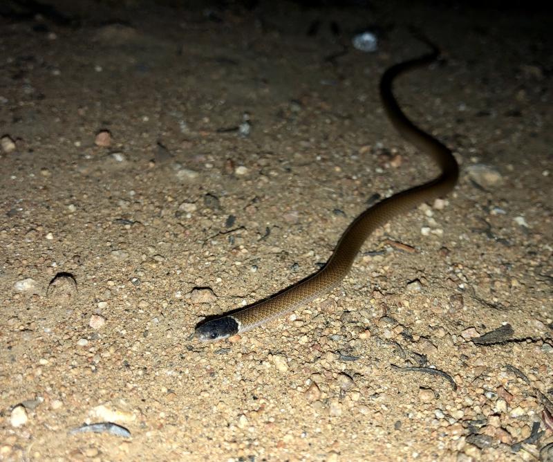 Western Black-headed Snake (Tantilla planiceps)