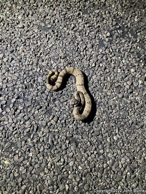 Mottled Rock Rattlesnake (Crotalus lepidus lepidus)