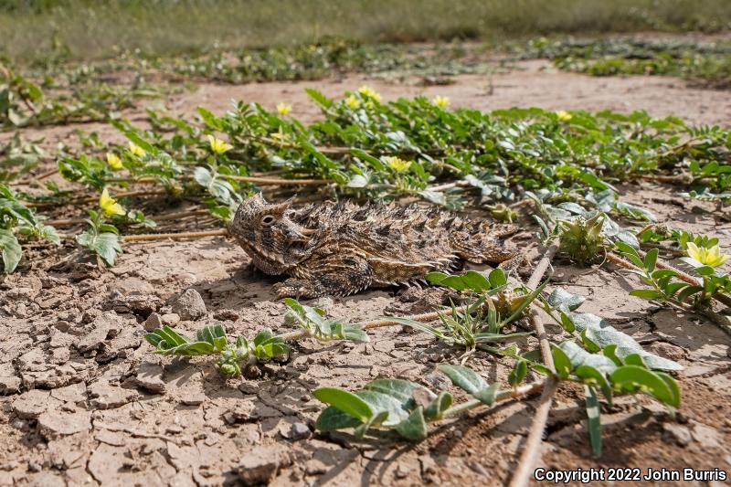 Texas Horned Lizard (Phrynosoma cornutum)