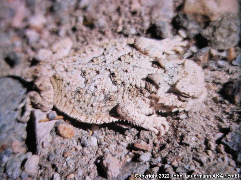 Northern Desert Horned Lizard (Phrynosoma platyrhinos platyrhinos)