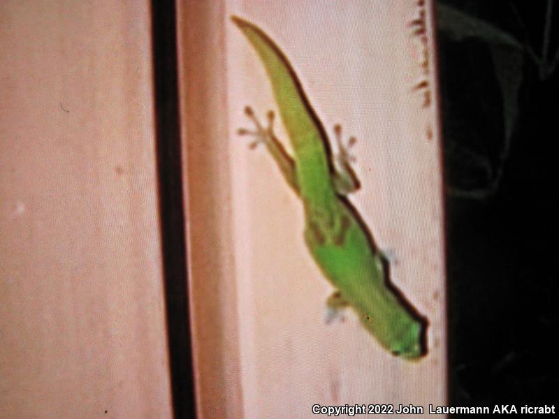 Gold Dust Day Gecko (Phelsuma laticauda)