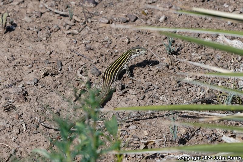 Texas Spotted Whiptail (Aspidoscelis gularis gularis)