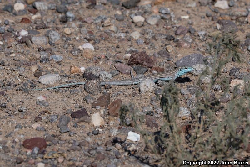 Trans-Pecos Striped Whiptail (Aspidoscelis inornata heptagramma)