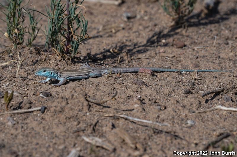 Trans-Pecos Striped Whiptail (Aspidoscelis inornata heptagramma)