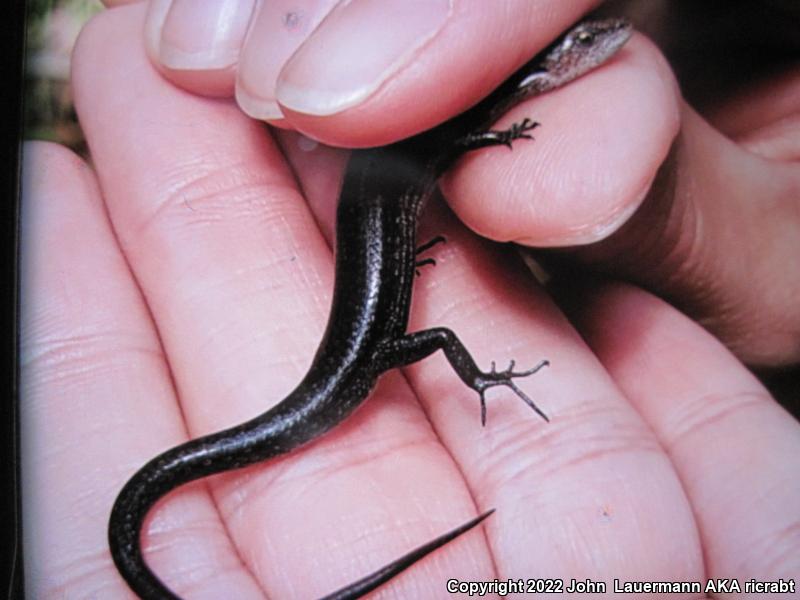 Plague Skink (Lampropholis delicata)