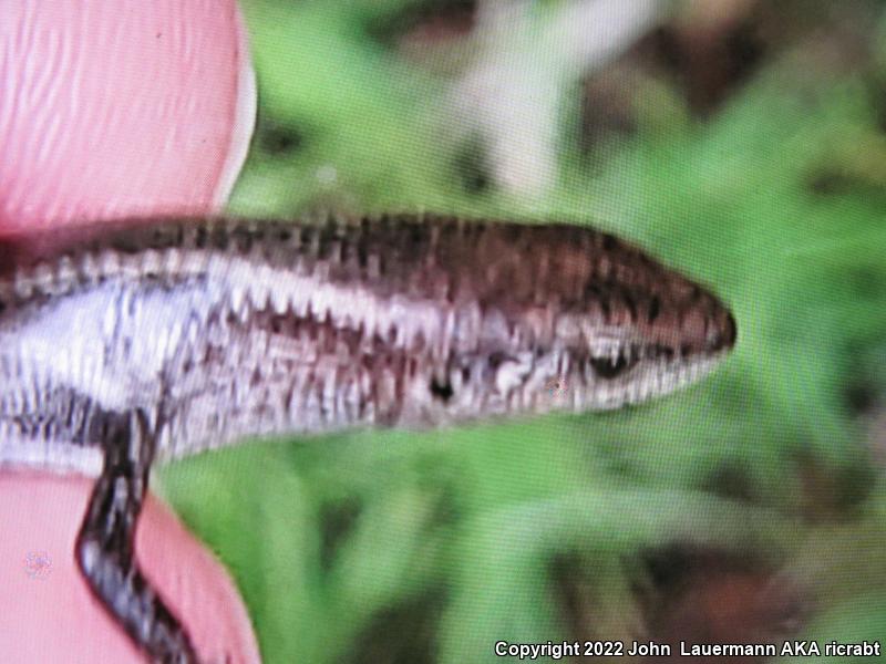 Plague Skink (Lampropholis delicata)