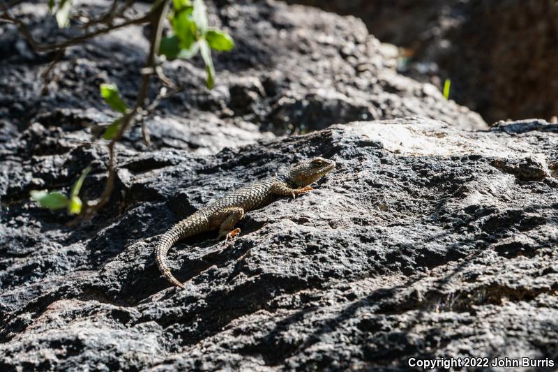 Texas Crevice Spiny Lizard (Sceloporus poinsettii axtelli)