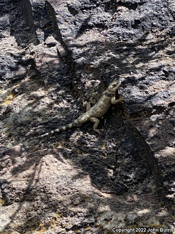 Texas Crevice Spiny Lizard (Sceloporus poinsettii axtelli)