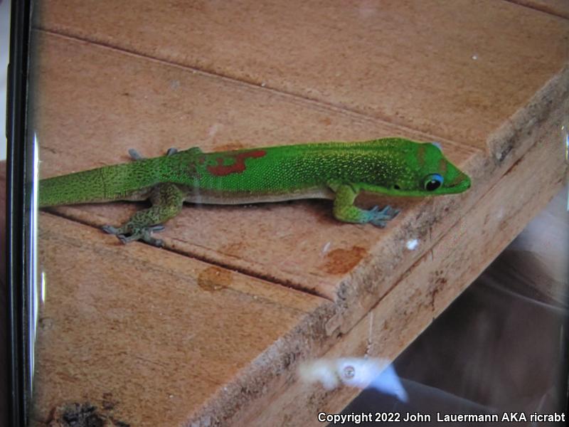 Gold Dust Day Gecko (Phelsuma laticauda)